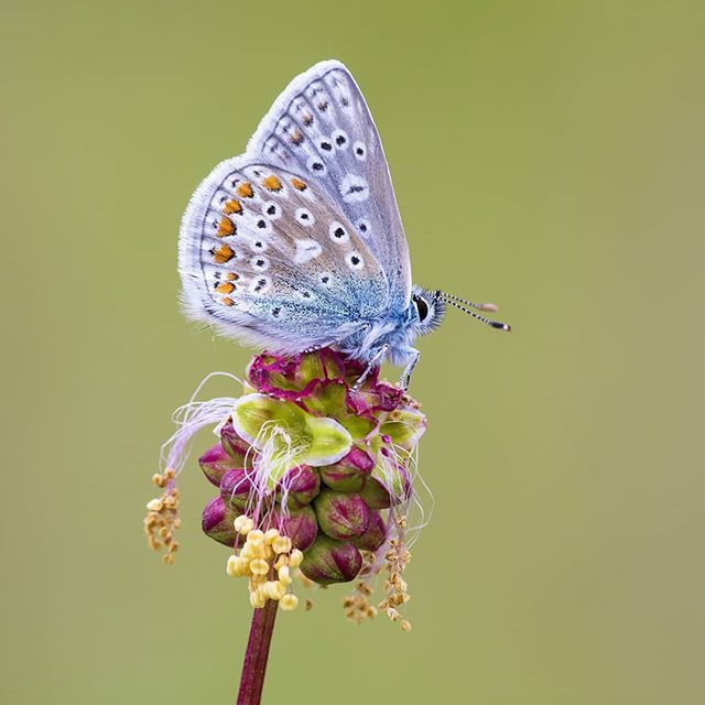 叶暗朱樱熟 丝长粉蝶飞kasia Bednarska