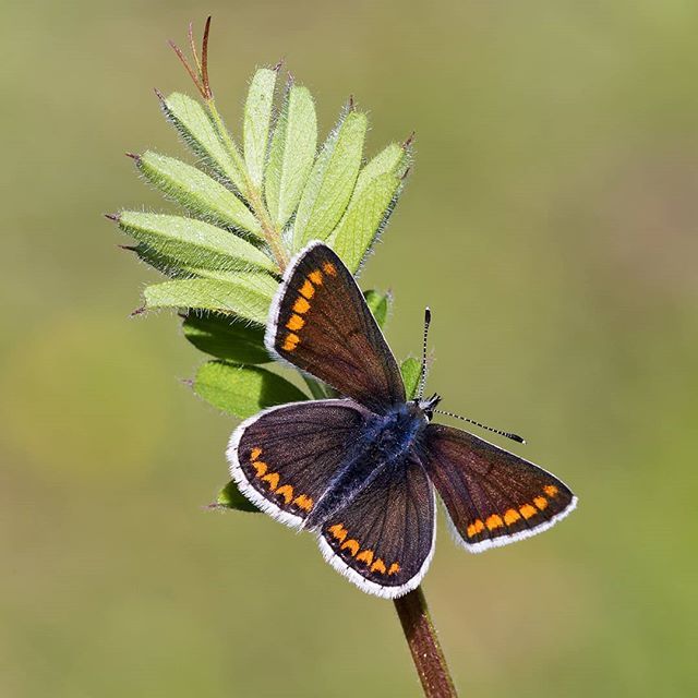 叶暗朱樱熟 丝长粉蝶飞kasia Bednarska