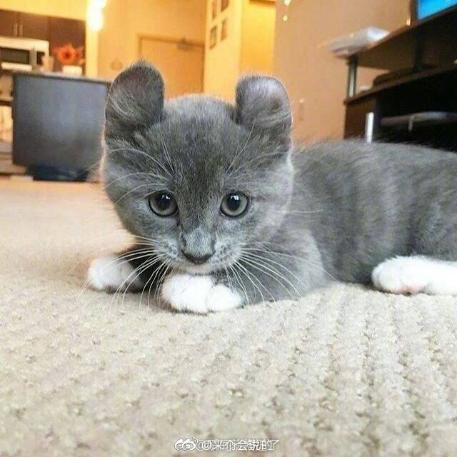 小卷儿猫连耳朵都是圆的萌了我一脸