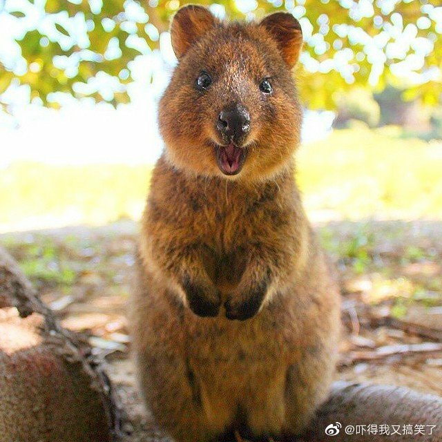 澳洲短尾矮袋鼠也太可爱了吧!治愈心情的微笑,每天都要开心鸭!