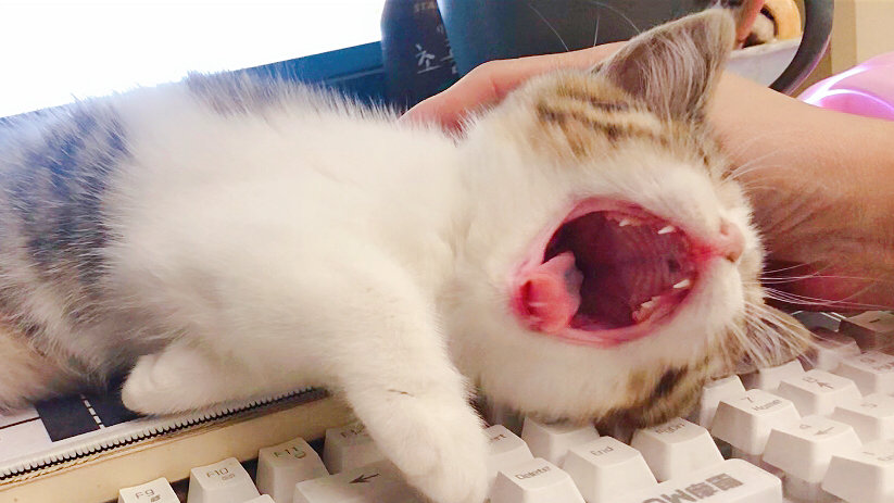 猫咪的叫声代表了不同的需求铲屎官要根据实际情况来分析和解决