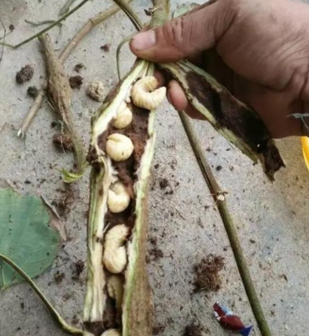 葛根里的害虫一斤200元,人称"烂虫",用来油炸是一绝!