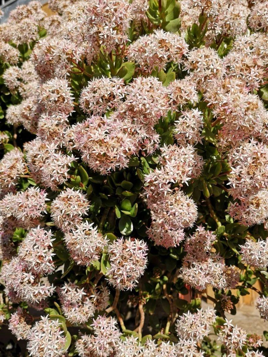 养了19年玉树开花圆滚滚的赶紧沾沾喜气