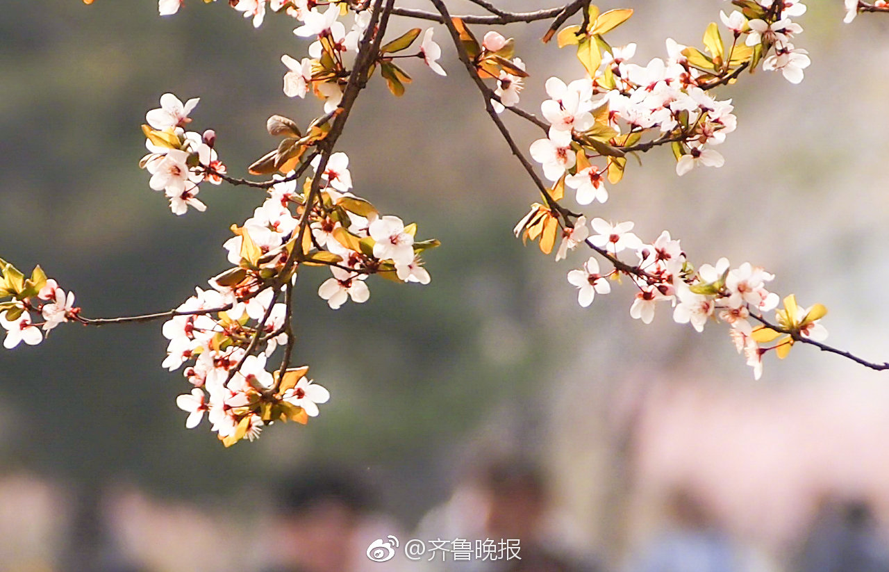 山师大老校那条著名的樱花大道又开了