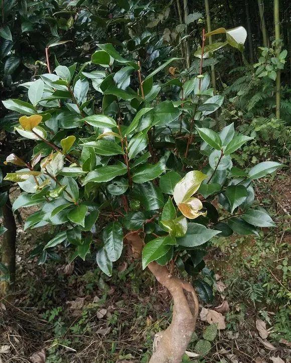 油茶树嫁接茶花(油茶树嫁接茶花寿命)