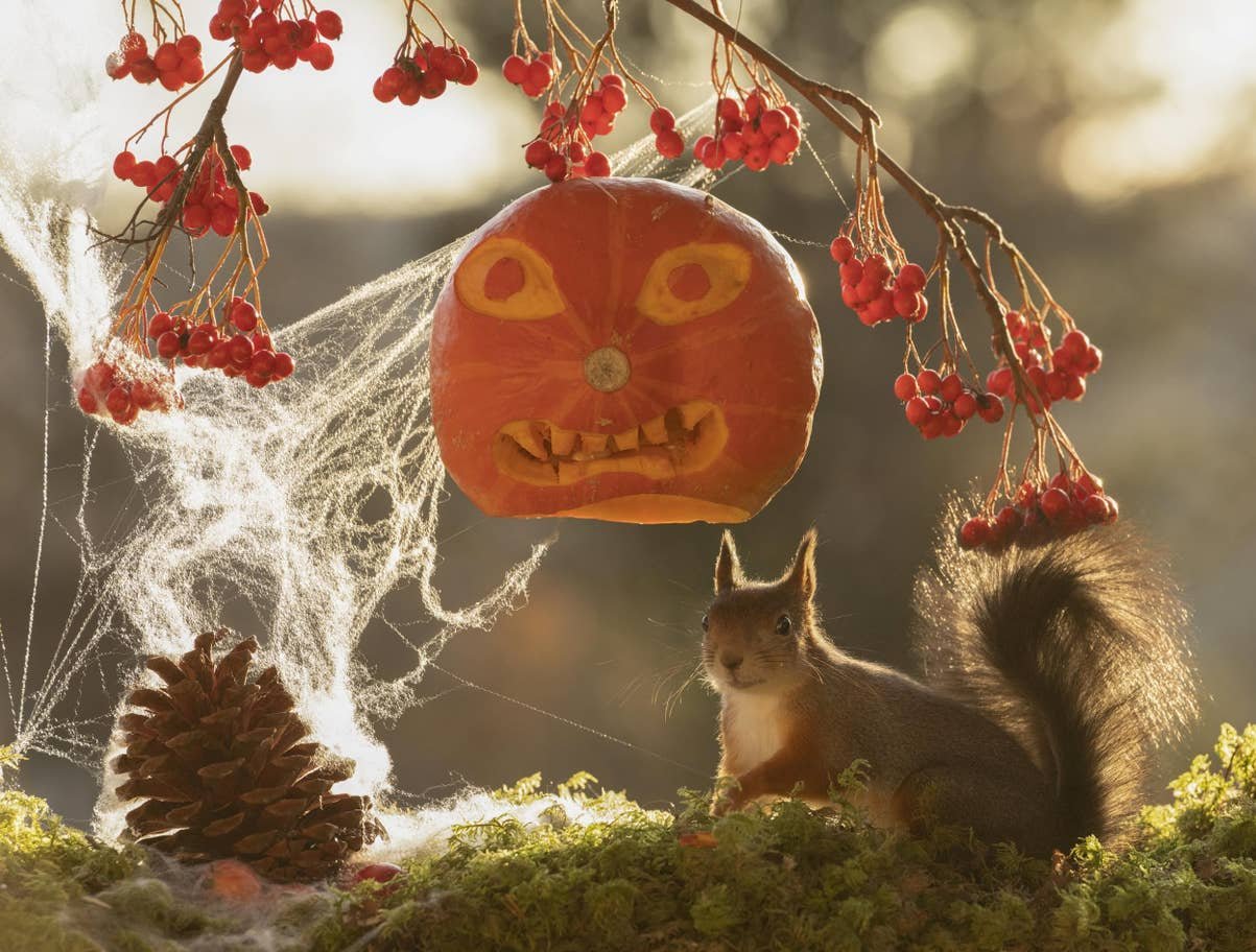 瑞典摄影师geert weggen在一棵树上挂上了南瓜灯_高清图集_新浪网