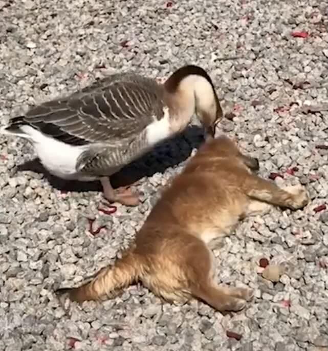 小黄狗惹上大鹅结果鹅对着狗头一顿输出不料狗反应笑翻众人