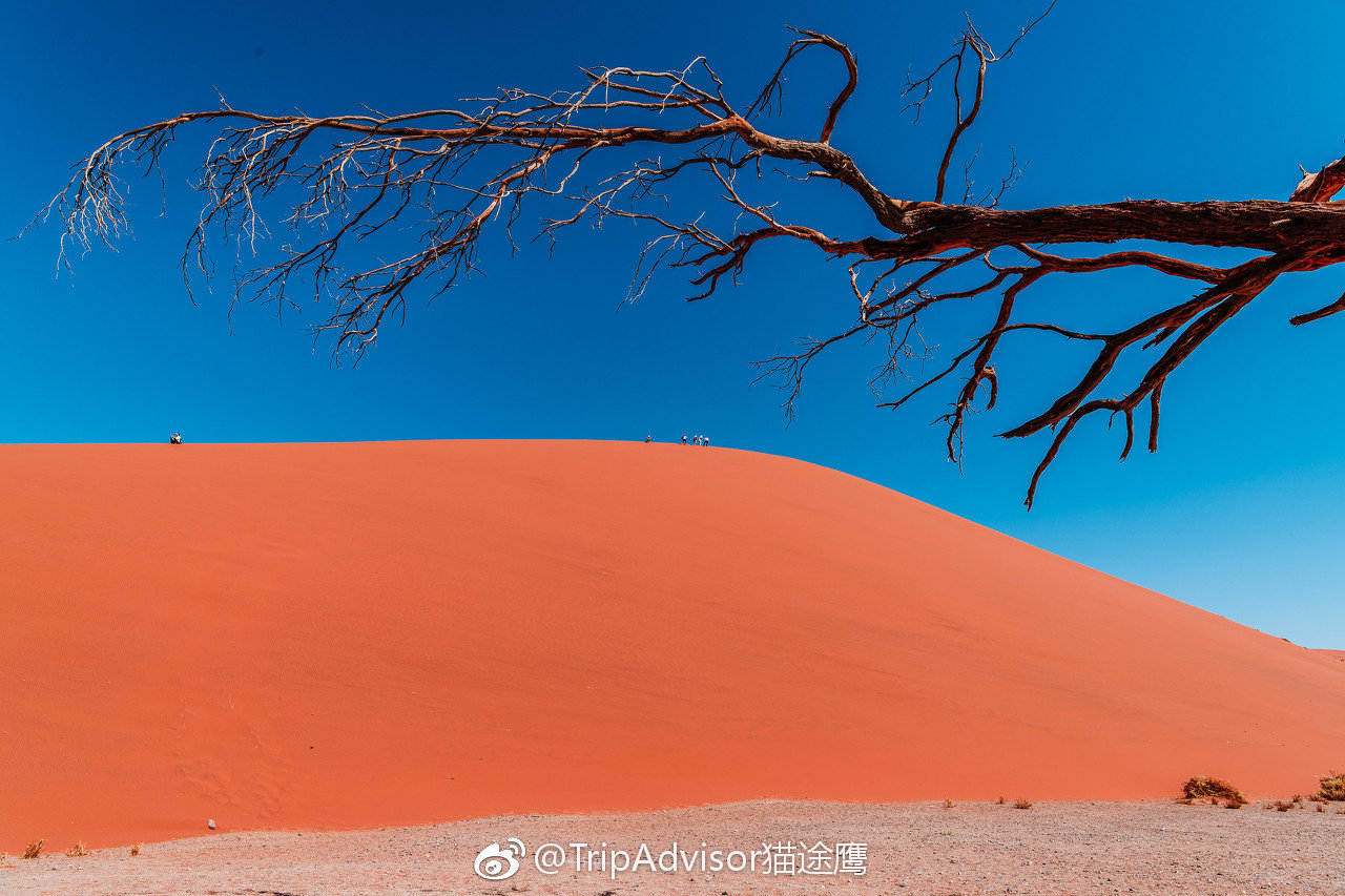 2019年度流行色是珊瑚橙