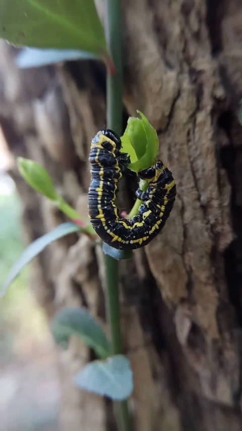 最近在几个地方都看到这个尺蠖,吃扶芳藤,不知道是哪种尺蛾幼虫