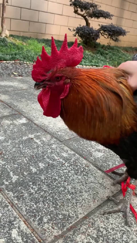 真正的鸡头原理