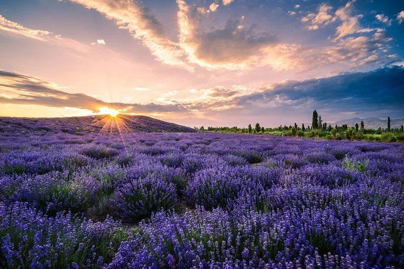 这8个最美花海,来了就不想走,承包了您整个春天!