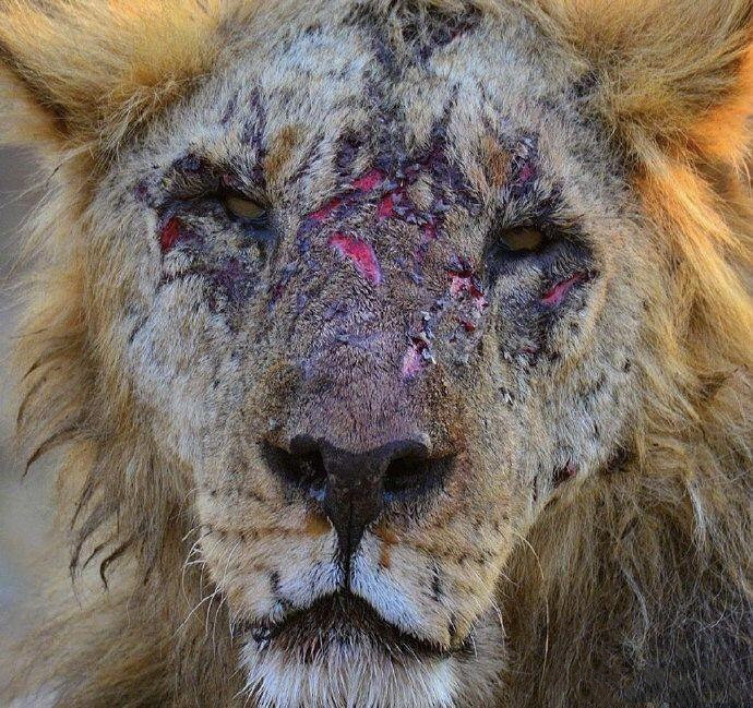 雄狮十几年来,为了保护自己的领地和"家人",饱经战斗_高清图集_新浪网