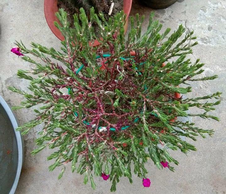 路边这种草2年长成老桩养在家里比盆景还珍贵