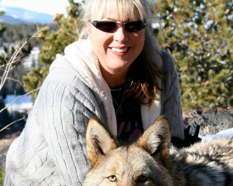 野生动物|狼|土狼_新浪网