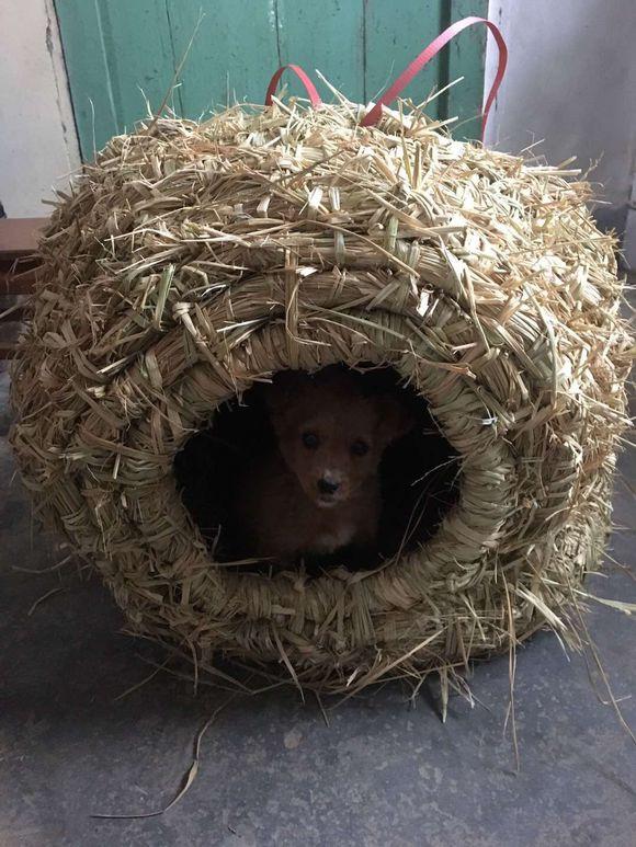 垃圾堆里救出只小流浪狗,回家看到老爸给准备的狗窝,男孩笑了