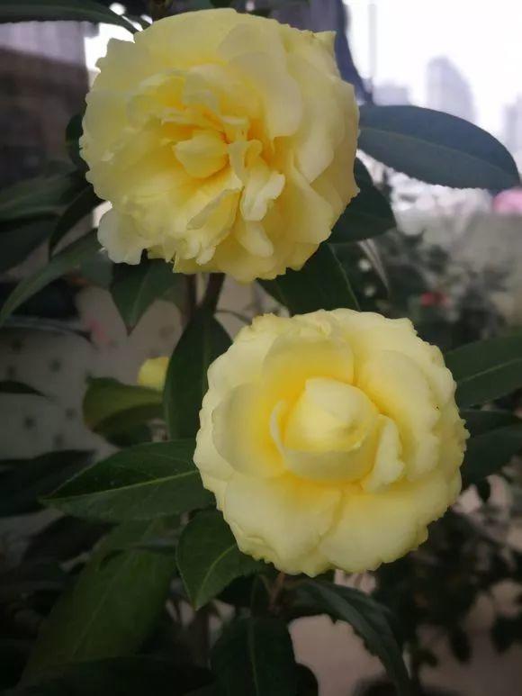 70款最美茶花花大色艳一点不比牡丹差