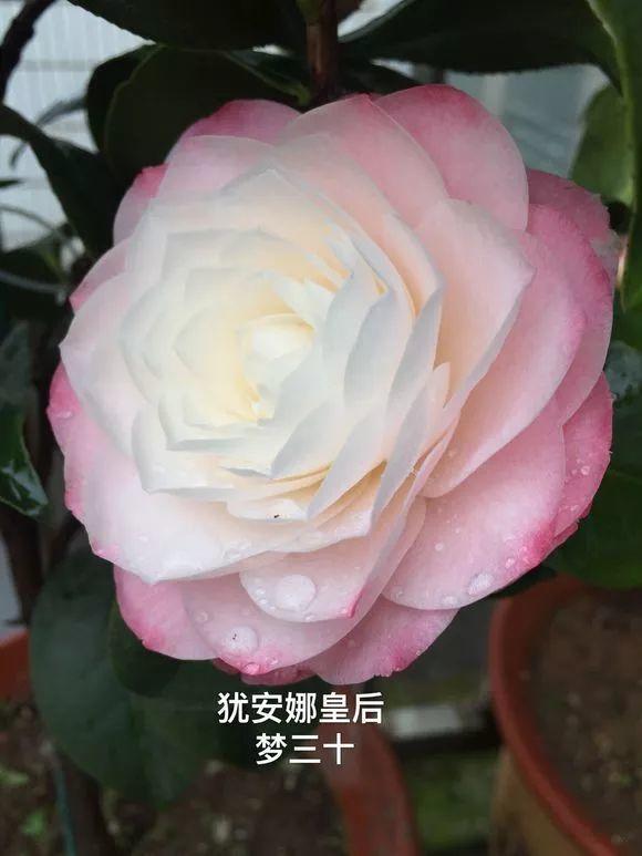 4.狄安娜皇后3.美兰2.白衣大皇冠1.赛牡丹图片来源:茶花吧