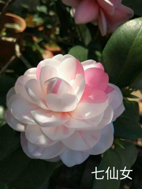 情人节45.请求46.洒金宝珠47.赤丹48.闪烁49.天鹅湖50.天骄51.