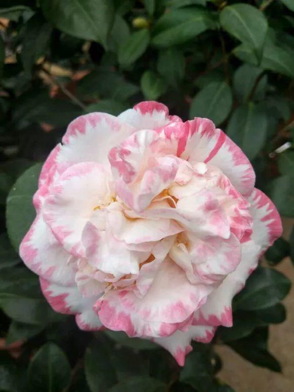 70款最美茶花花大色艳一点不比牡丹差