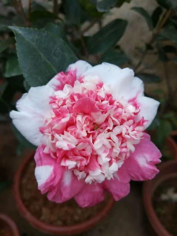 牛西奥珍珠70.彩色纽扣这么多漂亮的茶花品种,大家有没有心动?