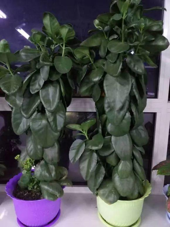 长寿花半年养成长寿树长成1米9大高个真气派