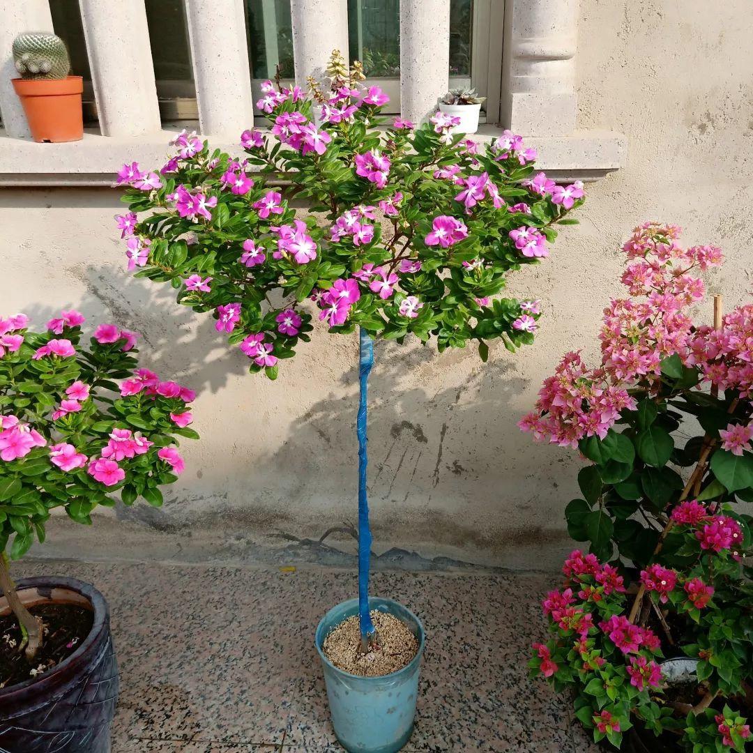 长春花变老桩,立马变成棒棒糖!