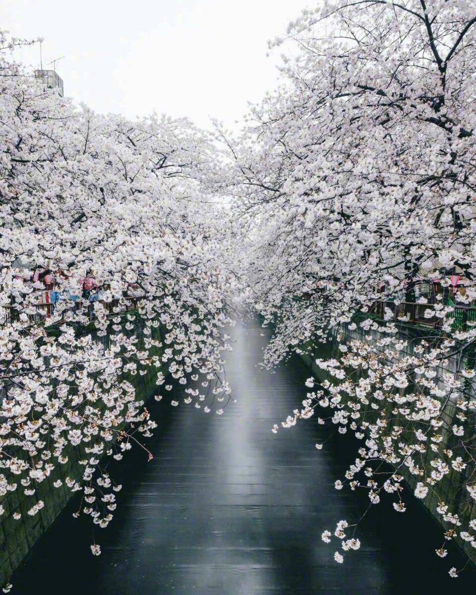 樱花飘落的速度是多少