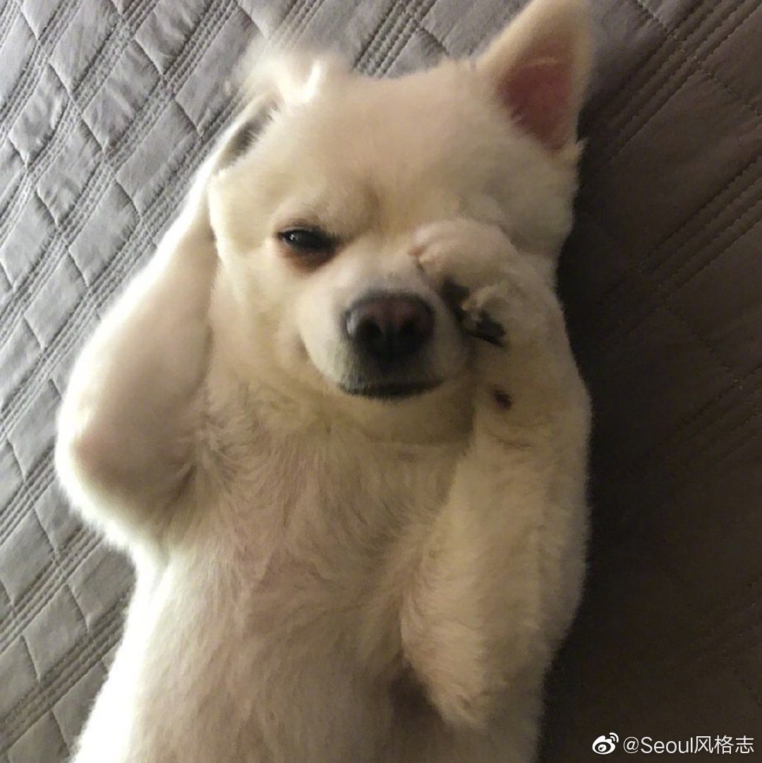 韩国歌手crush的狗狗두유 一只拥有自己ins账号并且拥有11万粉丝的