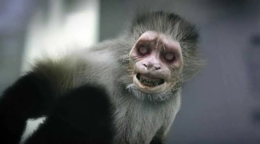 恐怖食人猴猴子图片