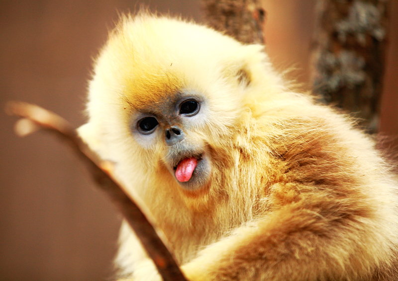 同为珍稀动物为什么金丝猴名气比大熊猫小