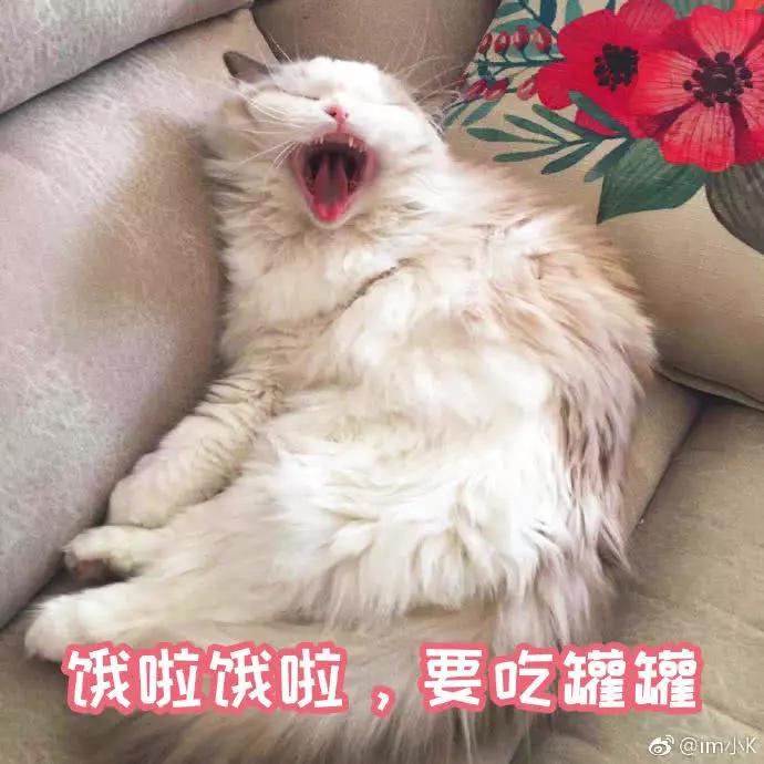 猫咪表情包你的小可爱饿了