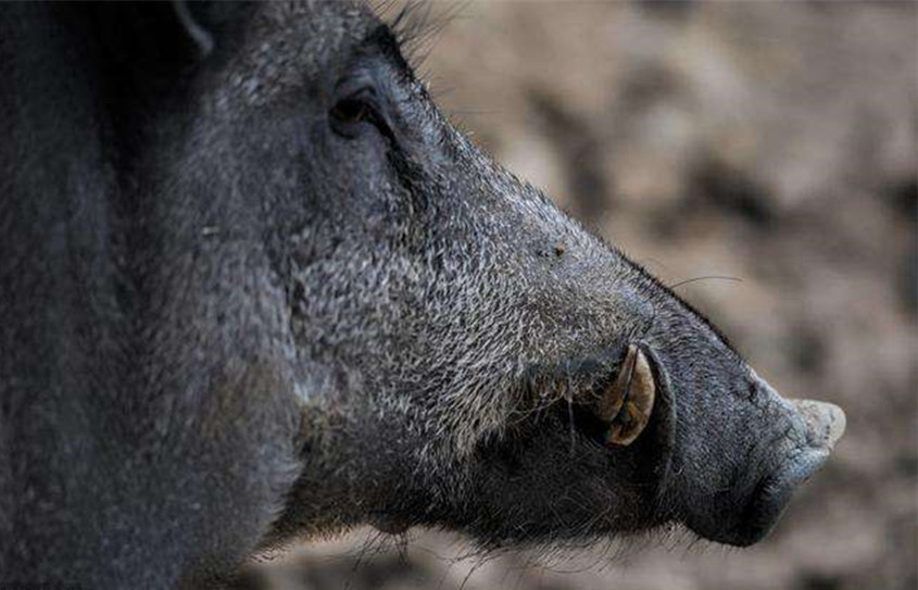 农村山上的野猪,它们嘴上那两颗牙有啥用?说出来很多人可能不信
