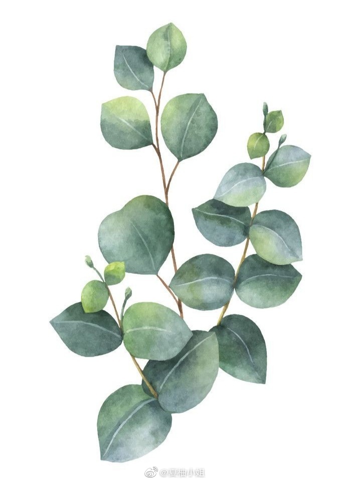学画水彩 用一支尤加利叶开始吧
