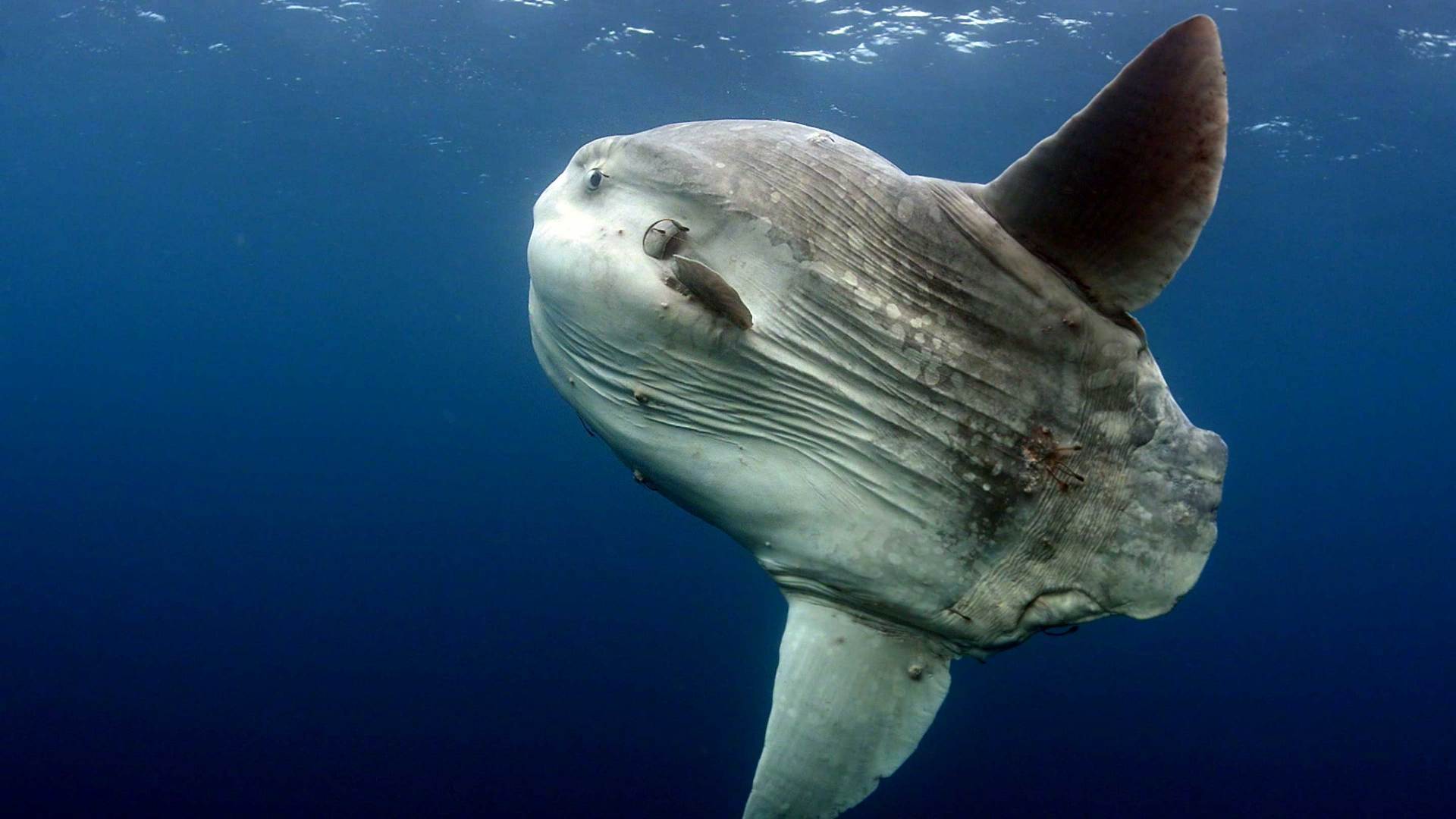 翻车鱼有多笨 鱼类死亡现象背后的真相