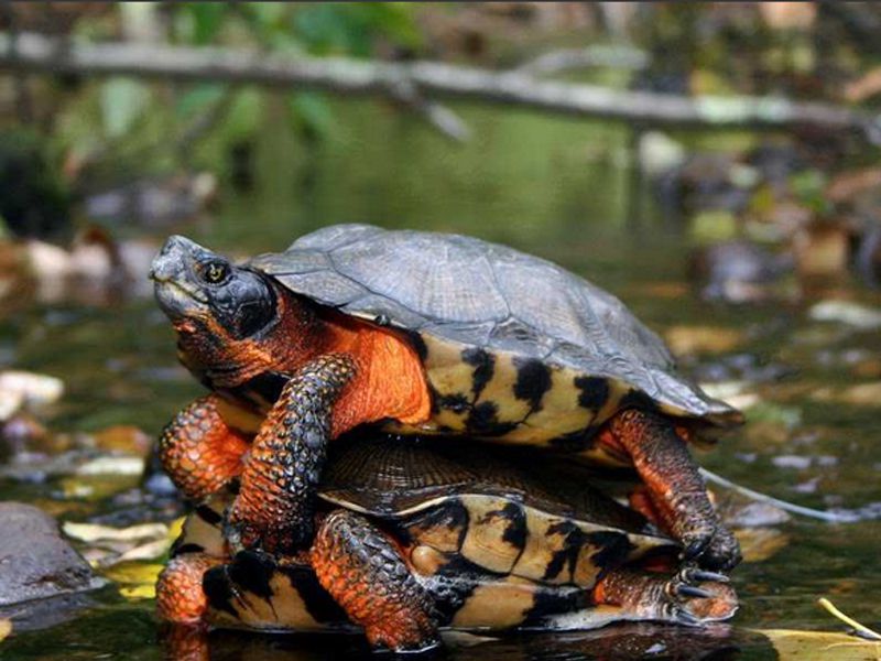 这种龟类十分独特,背上长着绿色毛发,究其原因竟是这种生物