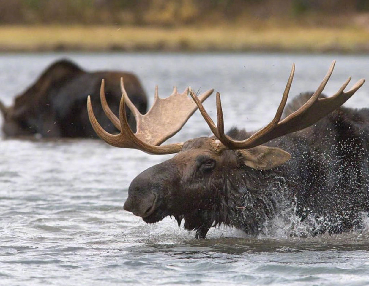 驼鹿的角太酷了吧!