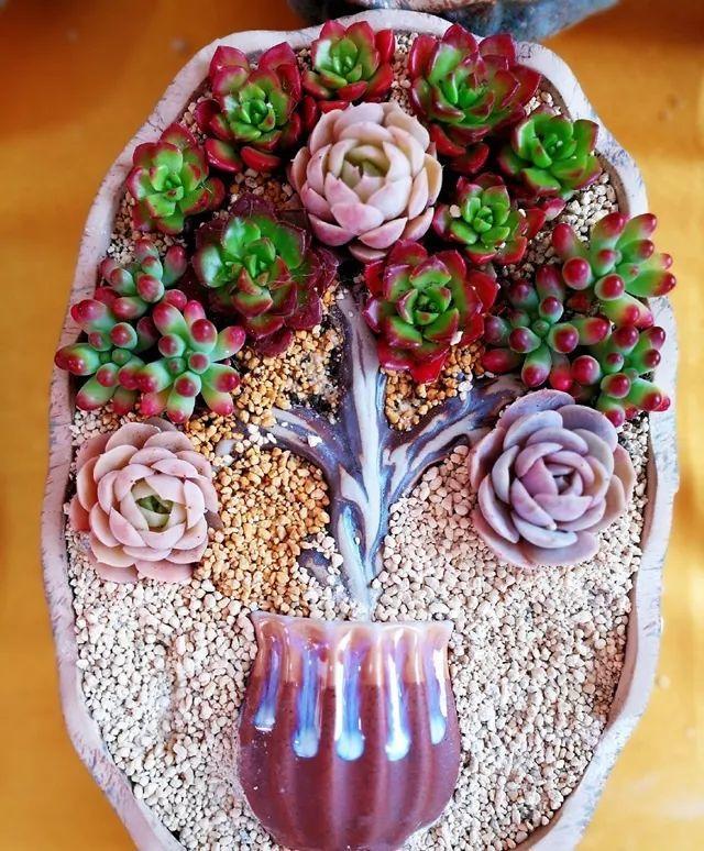 多肉就要拼着养捡根树枝摆盆里美成一幅画