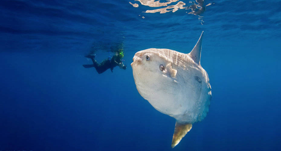 世界上最大的硬骨鱼——翻车鱼(mola mola).