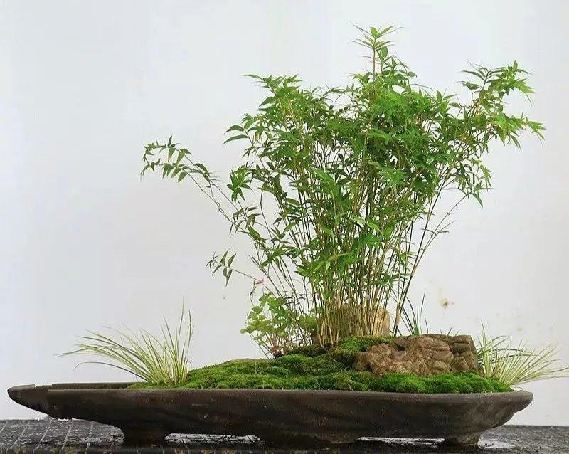 盆景|竹石|竹子_新浪新聞