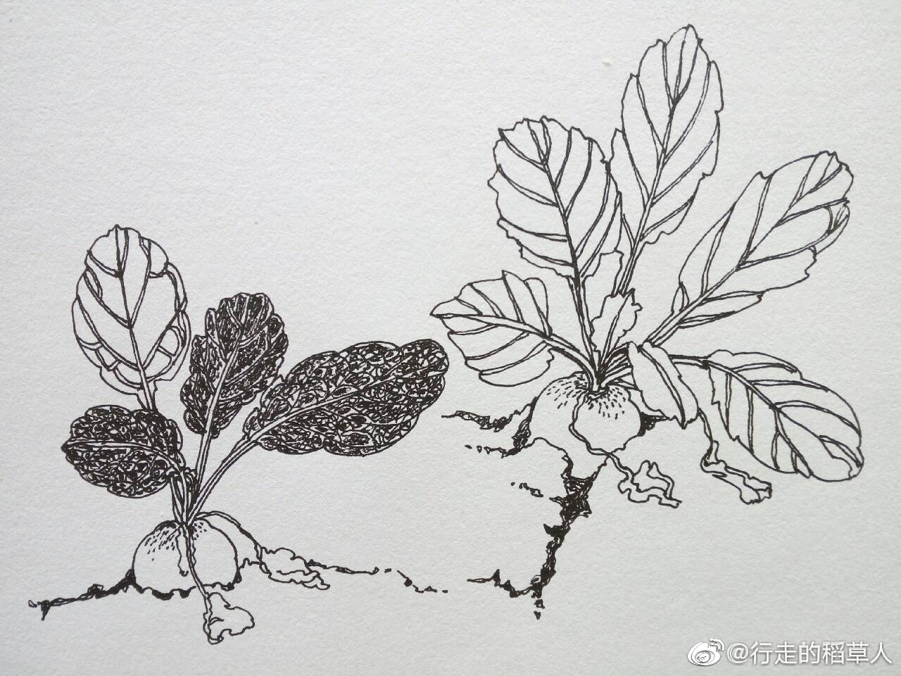 蔬果的味道种两个撄桃小萝樱桃萝卜初长成根茎肉质圆球形