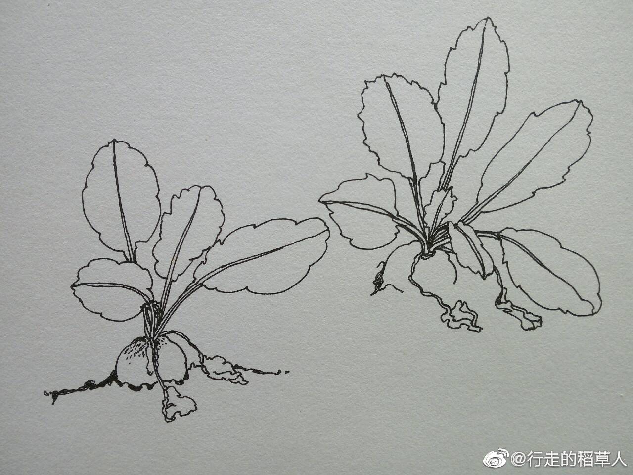 蔬果的味道种两个撄桃小萝樱桃萝卜初长成根茎肉质圆球形