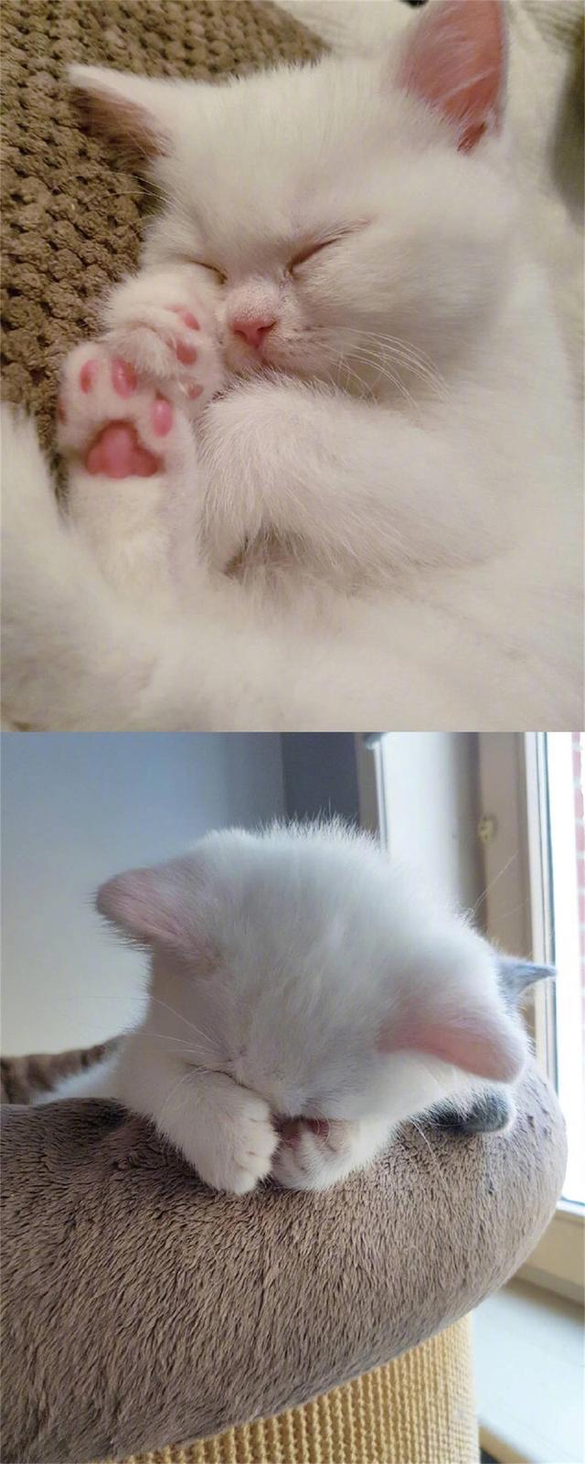 分享一只小白猫,全身上下除了白色就是粉色,太可爱了