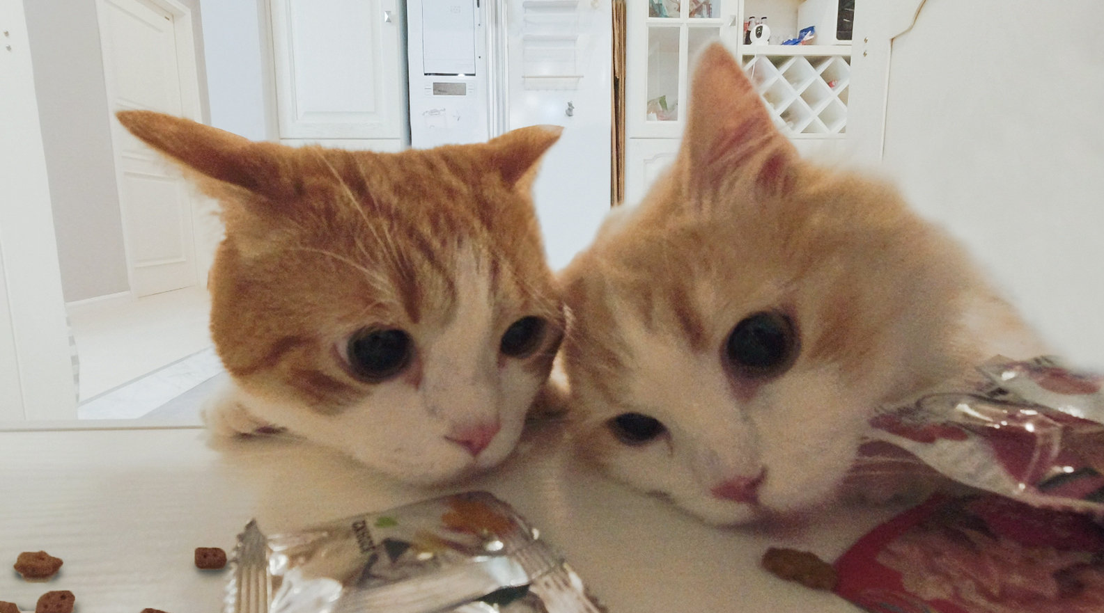 花花与三猫catlive