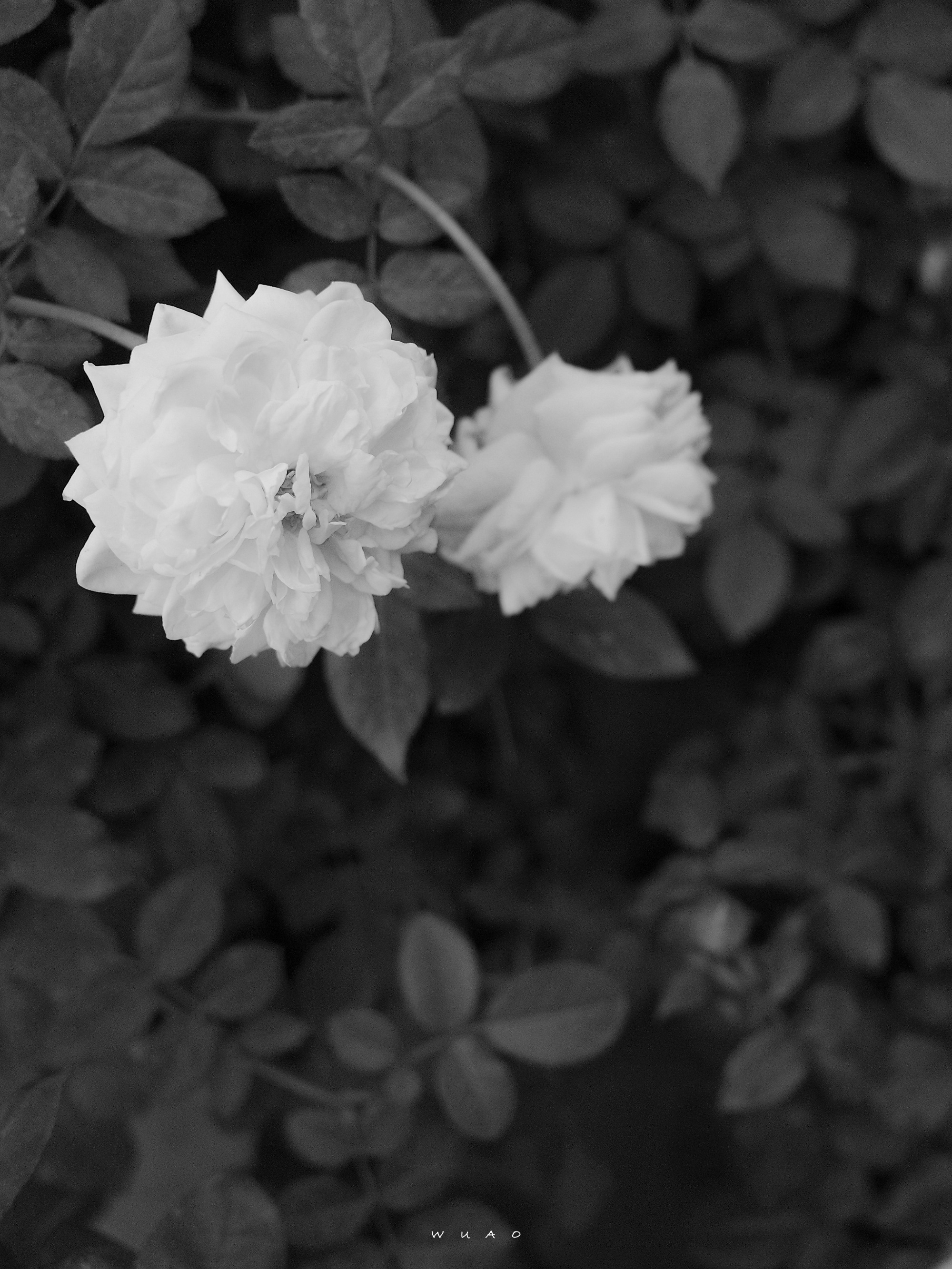 黯淡无光的日子里 676767摄影@吴奡_高清图集_新浪网