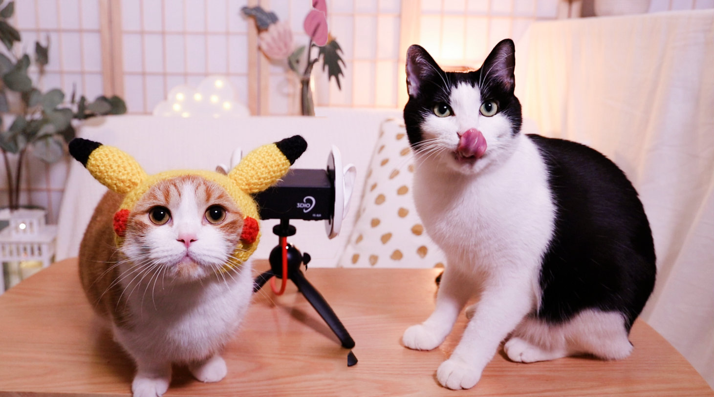 花花与三猫吃播小剧场2开始啦