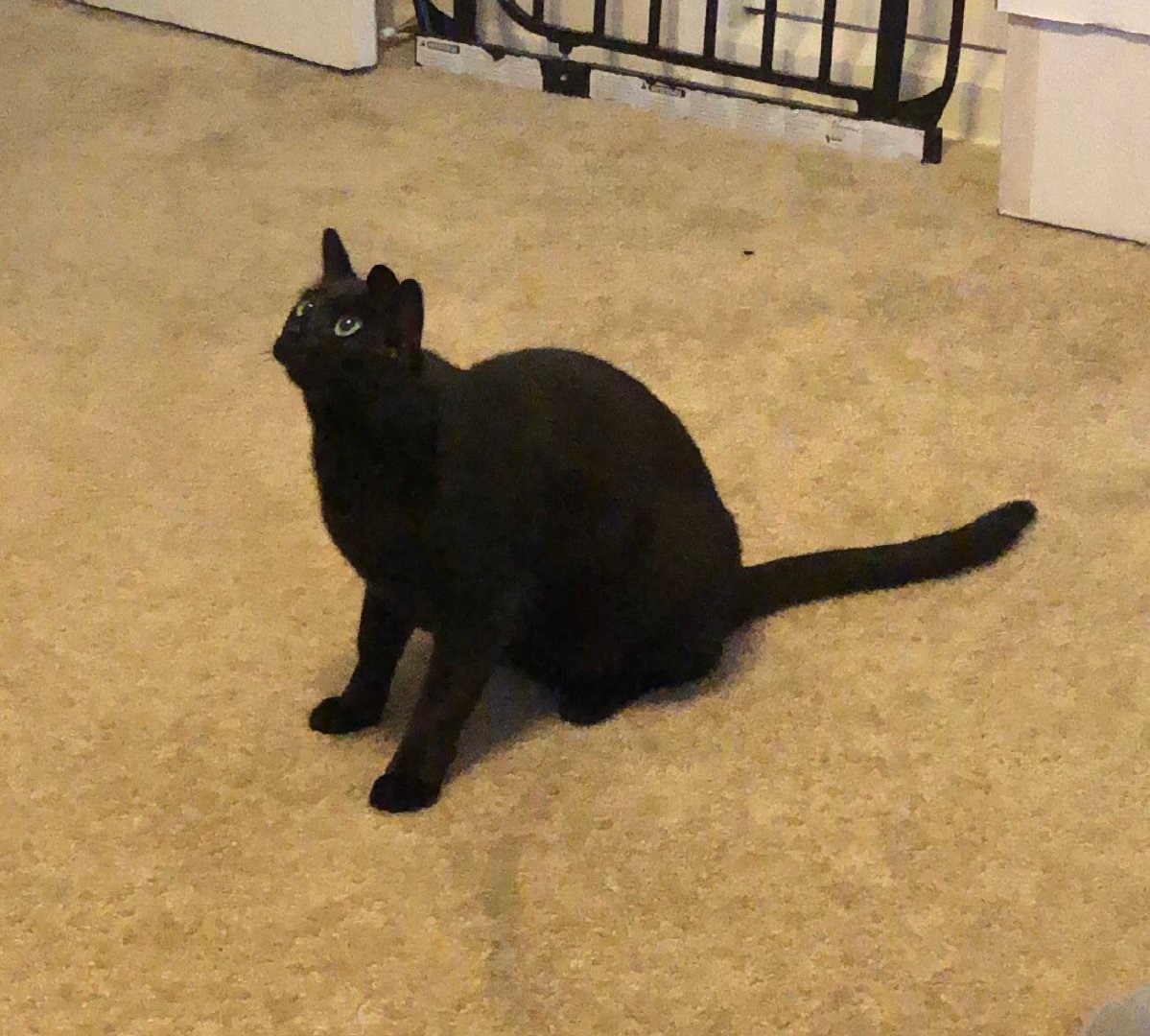 养黑色猫咪的后果就是,就算拿全景相机拍坏了