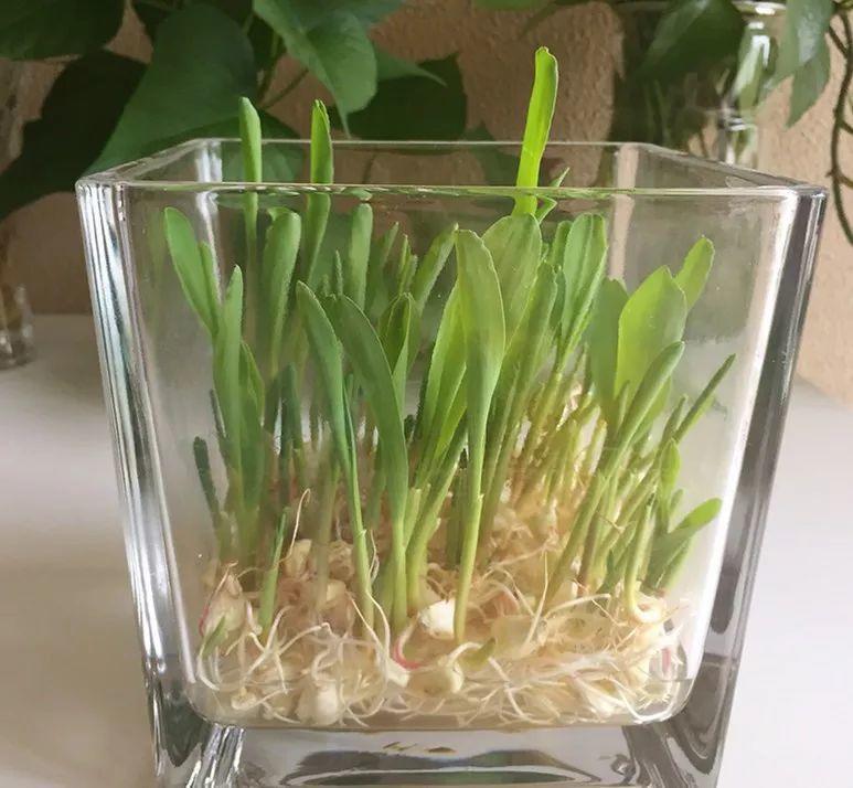 3,等水培玉米棒发芽长叶后,将塑料瓶放在光照好的