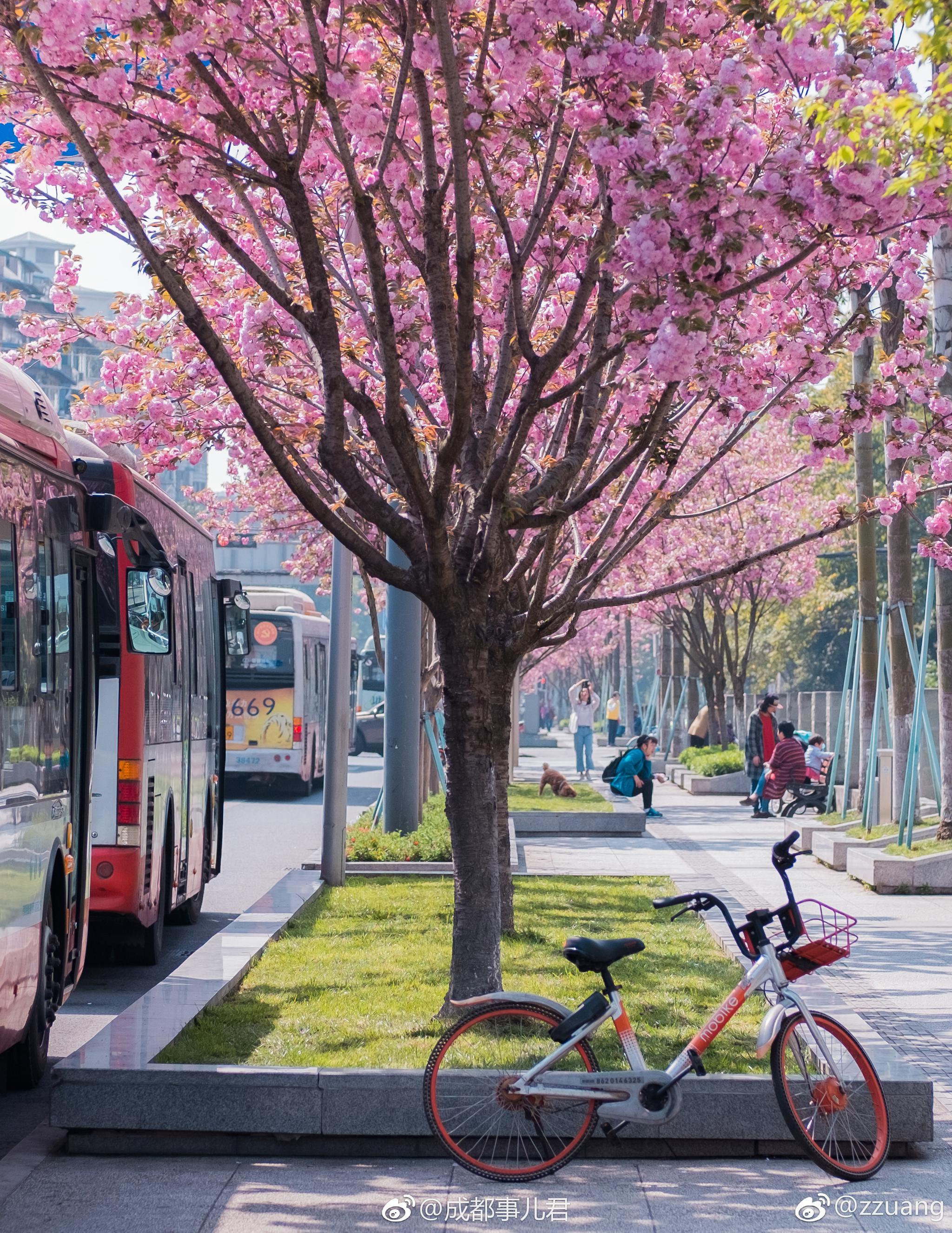 成都双元街的樱花!太美啦……@zzuang