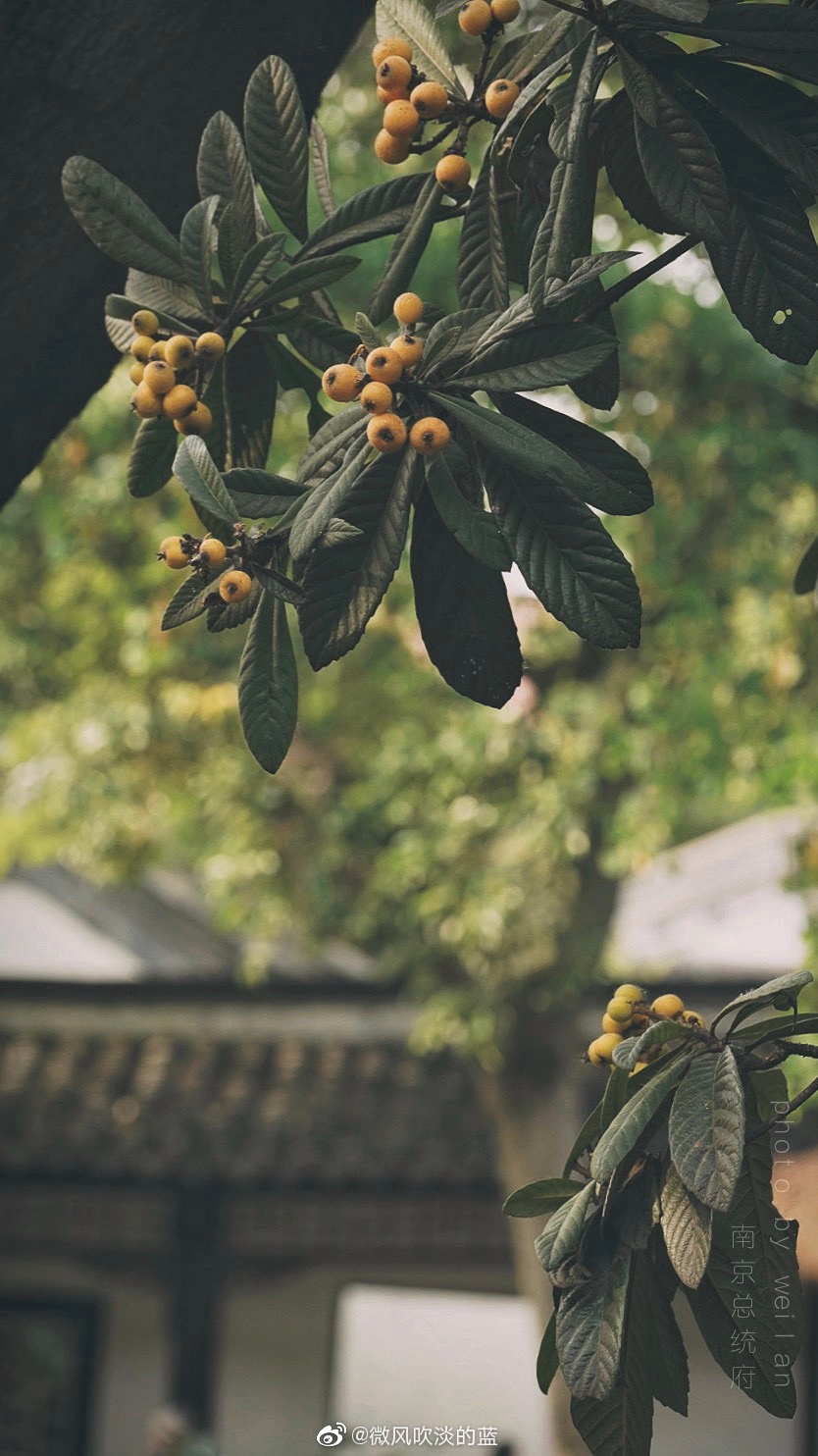 炎炎夏日,南京总统府的枇杷黄了,一边追忆民国史一边欣赏枇杷树