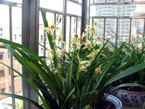 兰花开花多,巧用"催花技巧"效果好,花量不用愁!